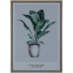 Cuadro Cyclanthus Friend 70x50cms 1