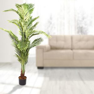 Planta Palma Areca 170cms 1